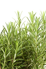 Fresh green resemary
