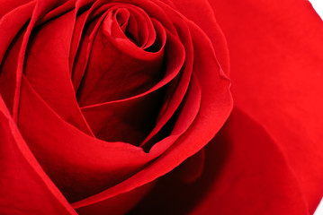 Rose petals close up