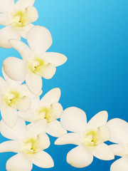 Obraz premium Orchid flowers