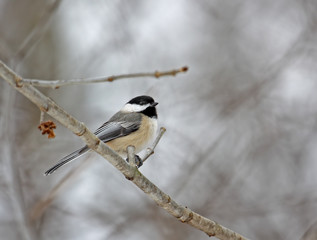 Black-capped Chickadee