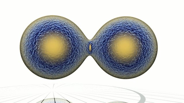HD_cellule01scissione