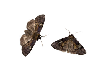 Two drepaniid moths