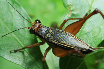 insect