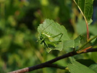 Heupferd