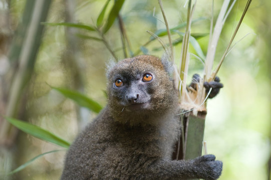 Greater Bamboo Lemur (Hapalemur Simus)