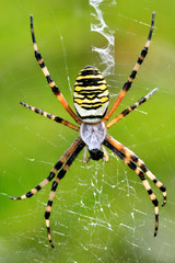 Argiope bruennichi spider eating - 11774303