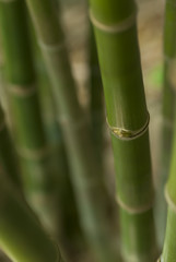 Fototapeta premium Bamboo plant