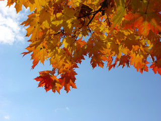 Herbstblätter/autumn leaves