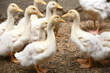 ente / enten