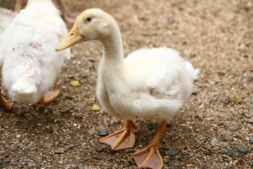 ente / enten