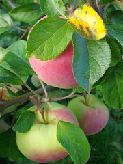 ripening apples