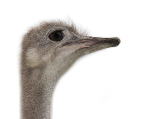 Ostrich head