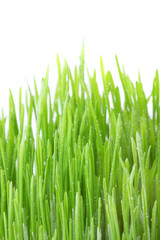 Fototapeta na wymiar Dew covered grass