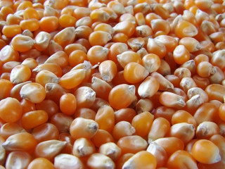 Corns