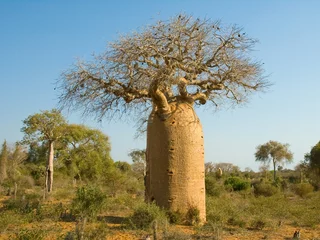 Fotobehang Bottle shaped Baobab tree © David Thyberg