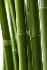Fototapeta na wymiar Bamboo roślin