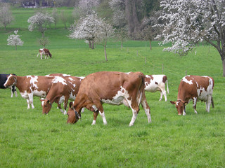 Fototapeta na wymiar Milchkühe auf Frühlingswiese / krowy mleczne na wiosennej łące