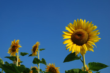 Sunflowers