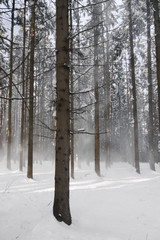 Schneeverwehung im Wald