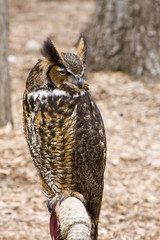 Great Horned Owl