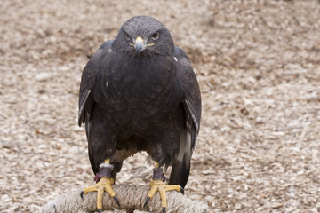 Black Hawk