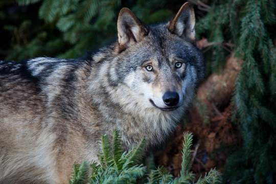Wolf