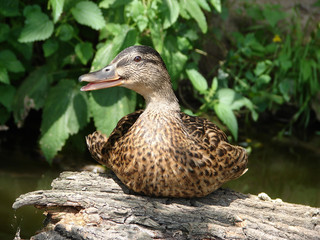 wild duck