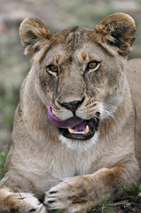 Obraz na płótnie Canvas Lioness (Panthera leo).