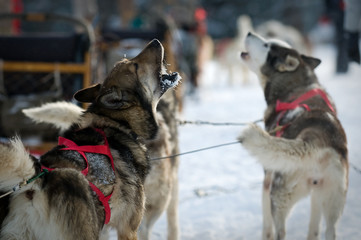 Huski dogs