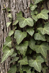 Obraz premium Ivy on tree
