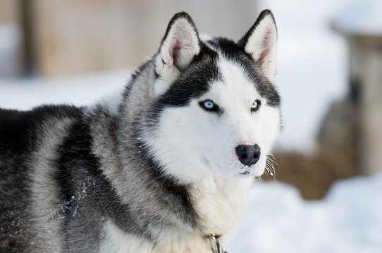 Huski dog
