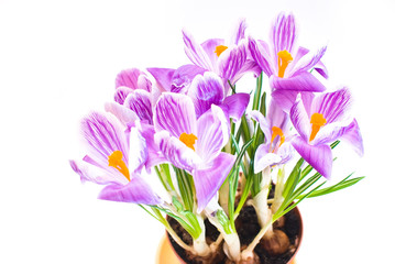 crocus isolated on white