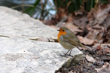 rouge-gorge