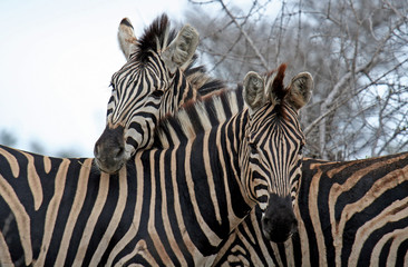 Fototapeta na wymiar Plains Zebra, RPA