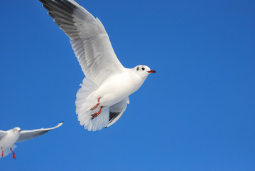 Möwe im Flug vor blauem Himmel