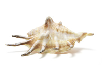 Spider Conch Seashell