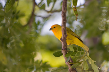 Yellow Canary