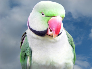 green ring neck parrot