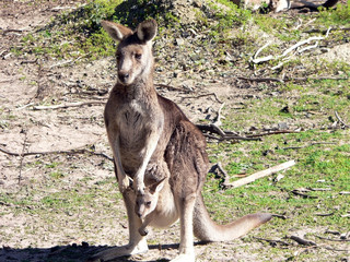 grey kangaroo with joey in pouch