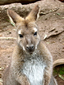 kangaroo Island kangaroo
