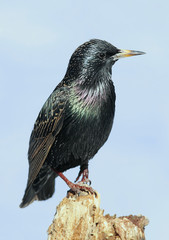Starling On Stump