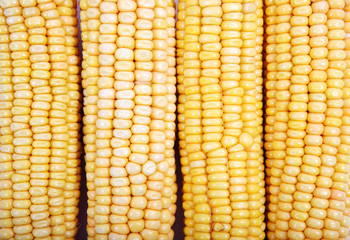 Freshly harvested corn background, close up