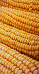 Close up of the corn cob