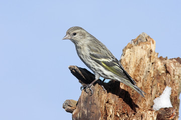 Pine Siskin On Tree Limb