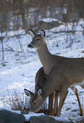 snowy morning meal