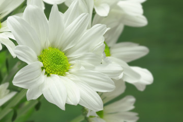 Obraz premium White Chrysanthemum Daisy