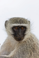Vervet monkey