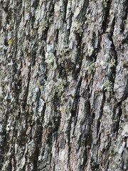 Roble