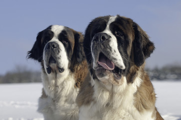 Schläfrige Bernhardiner Portraits