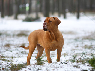 Mastiff from Bordeaux in snow.